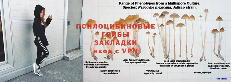 Псилоцибиновые грибы Cubensis  Горнозаводск 